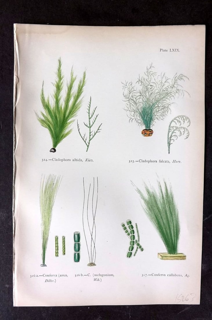 Gatty, Alfred 1872 Antique Seaweed Print. Cladophora, Conferva 69: Antique Woodblock Published 1872, London for "British Sea-Weeds. Drawn From Professor Harvey's 'Phycologia Britannica'" by Mrs Alfred Gatty. Printed in colours, some plates with additional hand colour