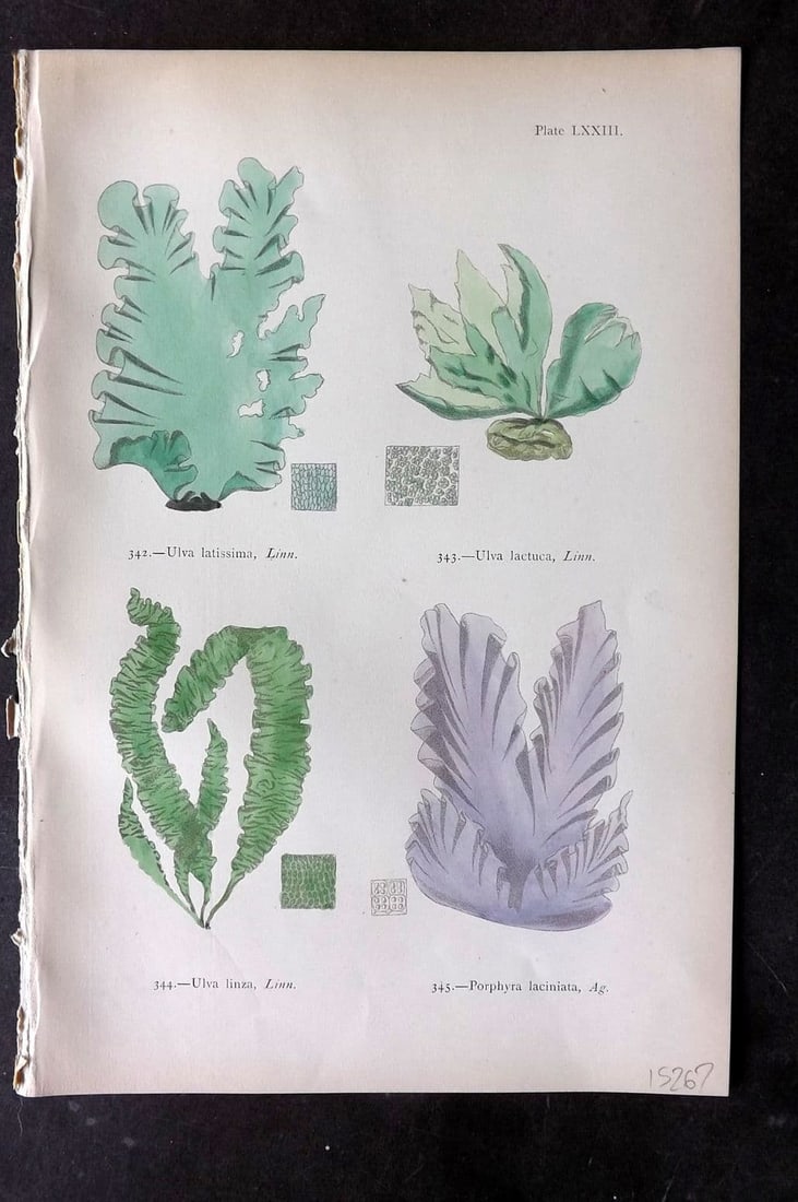 Gatty, Alfred 1872 Seaweed Print. Ulva, Porphyra 73 (1 of 1)