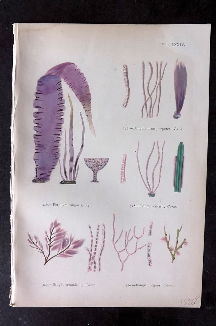 Gatty, Alfred 1872 Seaweed Print. Porphyra, Bangia 74 (1 of 1)