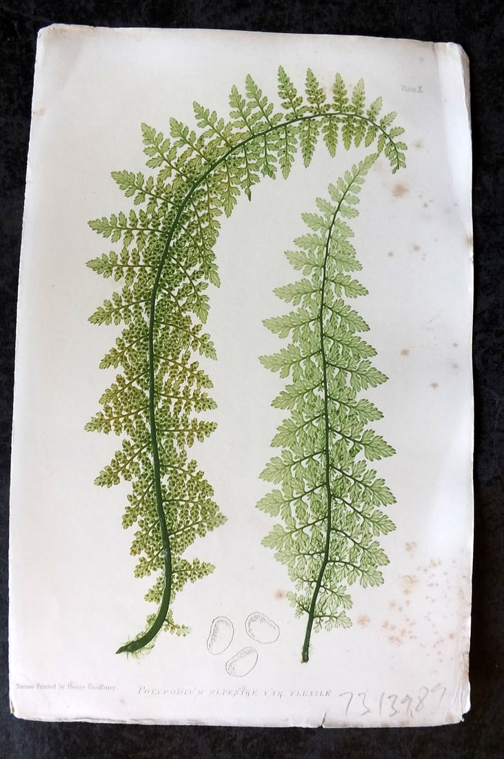 Moore & Bradbury 1860 Nature Printed Fern. Polypodium Alpestre 10 (1 of 1)