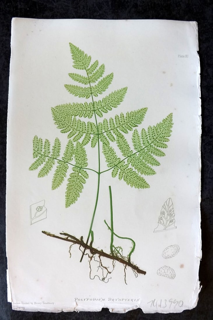 Moore & Bradbury 1860 Nature Printed Fern. Polypodium Dryopteris 11: Nature Printed Electrotype Published 1859-60 by Bradbury & Evans, London for "The Octavo Nature-Printed British Ferns" by Thomas Moore. Printed by Henry Bradbury. Paper Size: 9.5 x 6 inch (24 x 16cm) 