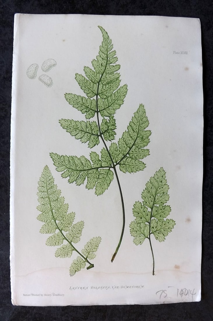Moore & Bradbury 1860 Nature Printed Fern. Lastrea Dilatata 48: Nature Printed Electrotype Published 1859-60 by Bradbury & Evans, London for "The Octavo Nature-Printed British Ferns" by Thomas Moore. Printed by Henry Bradbury. Paper Size: 9.5 x 6 inch (24 x 16cm) 