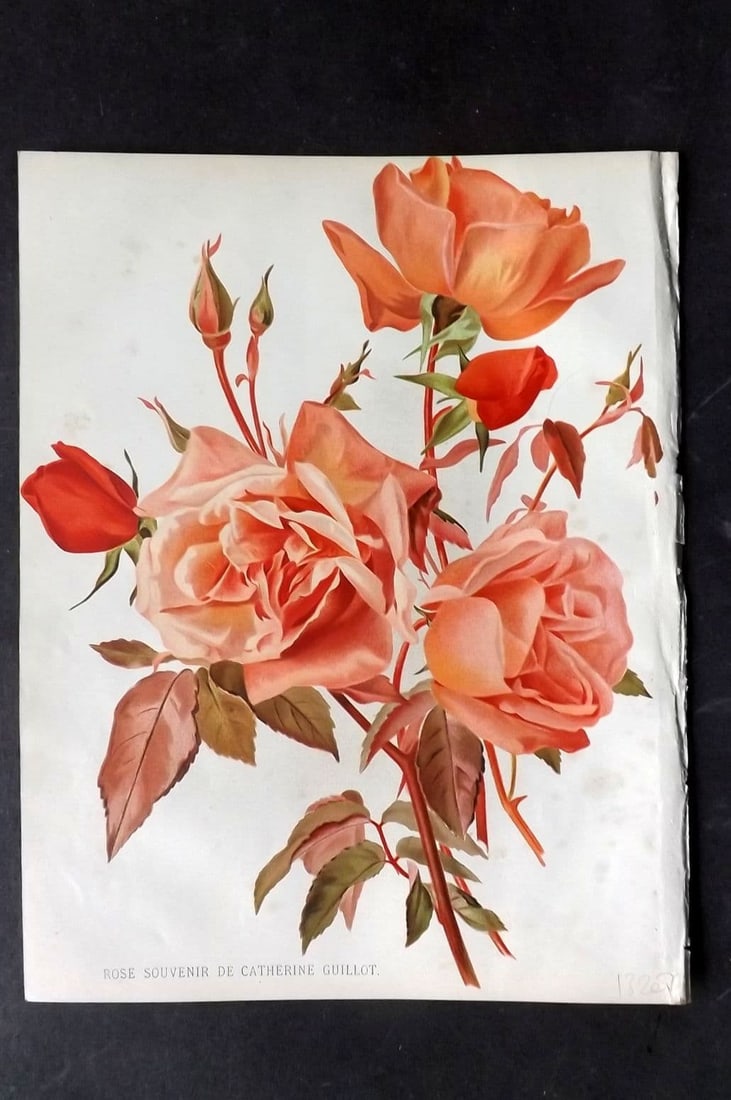 Nicholson, George C1884 Antique Botanical Print. Rose Souvenir de Catherin Guillot (1 of 1)