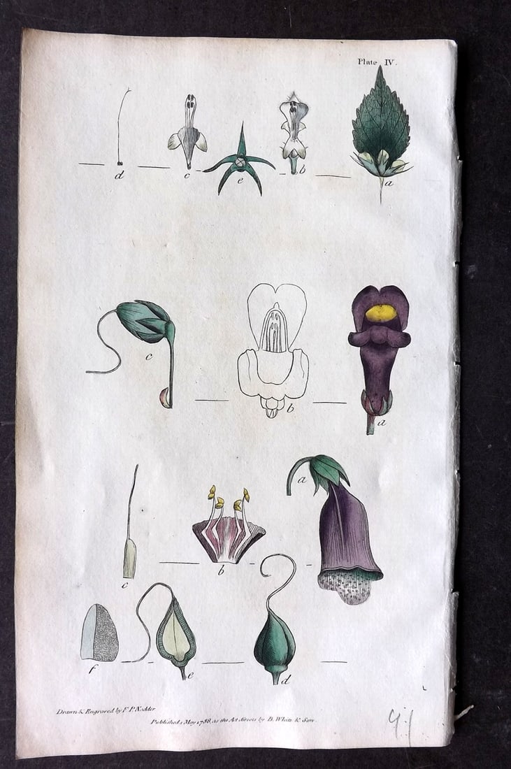 Nodder & Martyn 1815 HCol Botanical Print. White Dead Nettle, Snapdragon 04 (1 of 1)