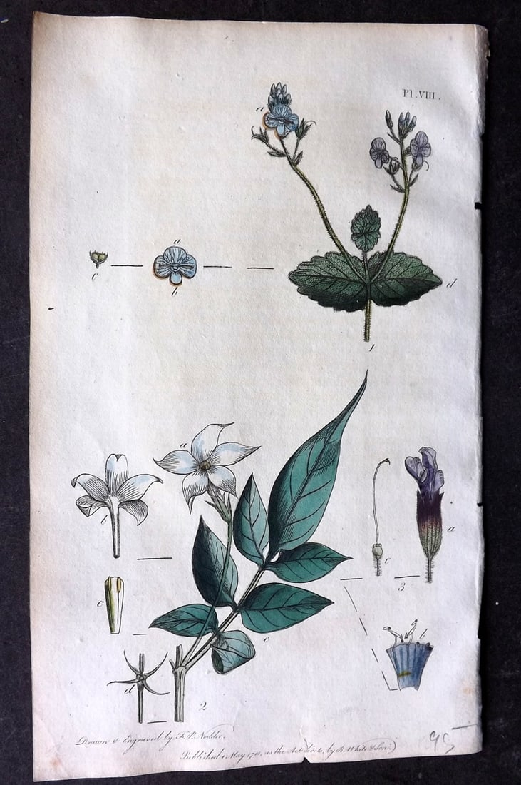 Nodder & Martyn 1815 Hand Col Botanical Print. Speedwell, White Jasmine 08: Hand Colored Copper Plate Published 1815, London for "Thirty-eight Plates, with Explanations, Intended to Illustrate Linnaeus's System of Vegetables" by Thomas Martyn. Drawn & Engraved by Frederick Po
