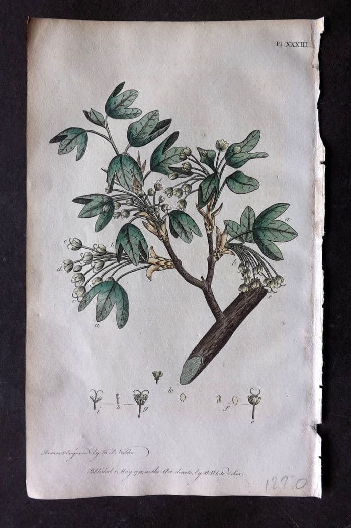 Nodder & Martyn 1815 Hand Col Botanical Print. Common Maple 33: Antique Copper Plate Published 1815, London for "Thirty-eight Plates, with Explanations, Intended to Illustrate Linnaeus's System of Vegetables" by Thomas Martyn. Drawn & Engraved by Frederick Polydor