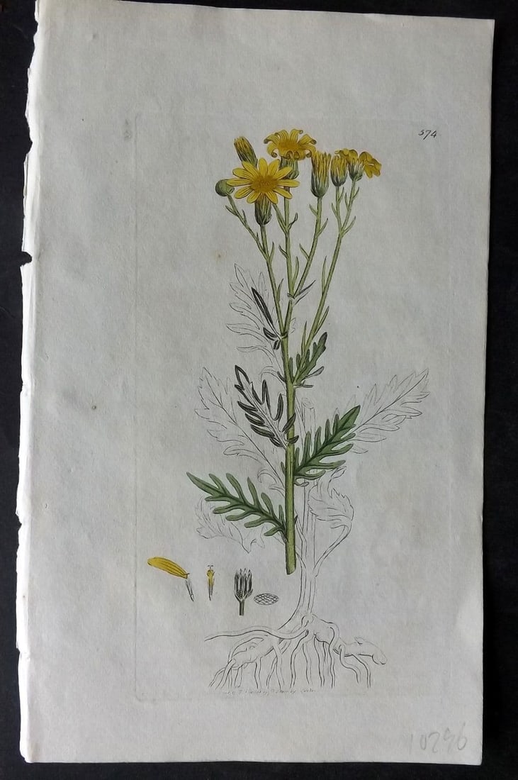Sowerby, James 1798 Hand Col Botanical Print. Hoary Groundsell 574: Antique Copper Plate Published London, 1790-1814 for "English Botany; or, Coloured Figures of British Plants..." First Edition by James Sowerby. Fine hand colour as issued. With accompanying descripti