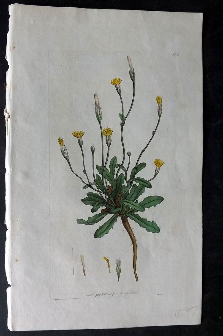 Sowerby, James 1798 Hand Col Botanical Print. Smooth Cat's Ear 575: Antique Copper Plate Published London, 1790-1814 for "English Botany; or, Coloured Figures of British Plants..." First Edition by James Sowerby. Fine hand colour as issued. With accompanying descripti