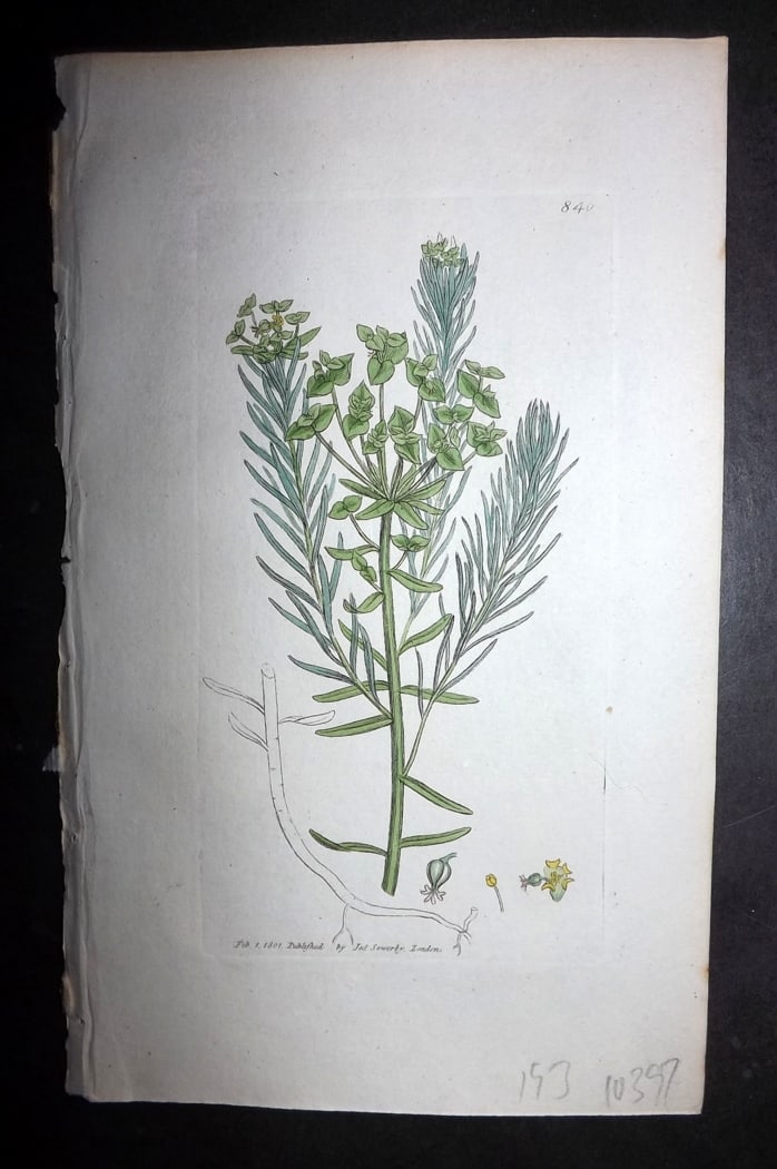 Sowerby, James 1801 Hand Col Botanical Print. Cypress Spurge 840: Hand Colored Copper Plate Published London, 1790-1814 for "English Botany; or, Coloured Figures of British Plants..." First Edition by James Sowerby. With accompanying descriptive text. Paper Size: 9 