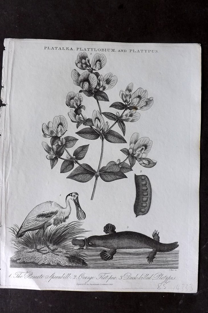 Wilkes, John 1825 Antique Botanical Bird Print. Orange Flat Pea, Roseate Spoonbill, Duck Billed: Copper Plate Published 1796-1828 London for "Encyclopaedia Londinensis, or universal dictionary of arts, sciences and literature" by John Wilkes et al. Paper Size: 10 x 8 inch (26 x 20cm) Good Conditi
