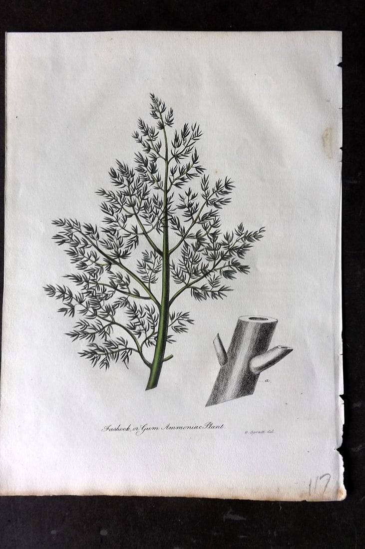 Woodville, William 1832 Hand Col Botanical Print. Fashook or Gum Ammoniac Plant (1 of 1)