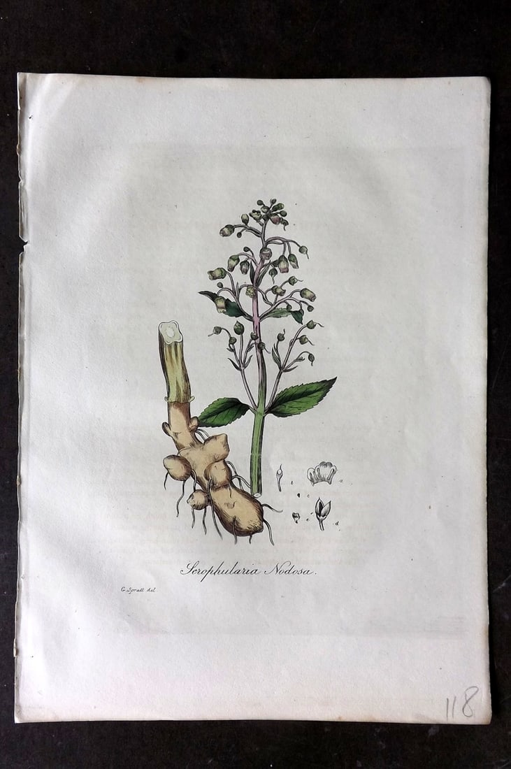 Woodville, William 1832 Hand Col Botanical Print. Scrophularia Nodosa. Figwort (1 of 1)