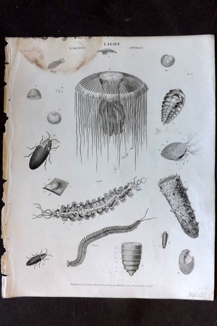 Rees, Abraham 1820 Antique Print. Light - Luminous Animals, Jellyfish, Insects (1 of 1)
