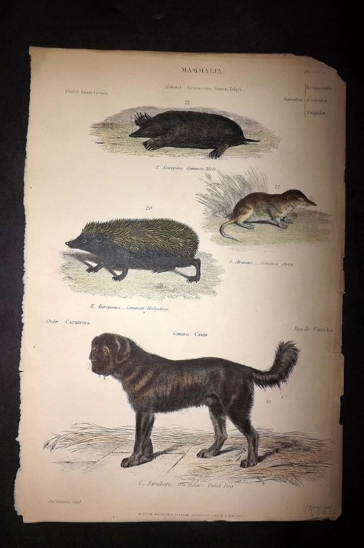 Richardson, John 1862 Hand Col Print. Mole, Shrew, Hedgehog, Thibet Dog 06 (1 of 1)