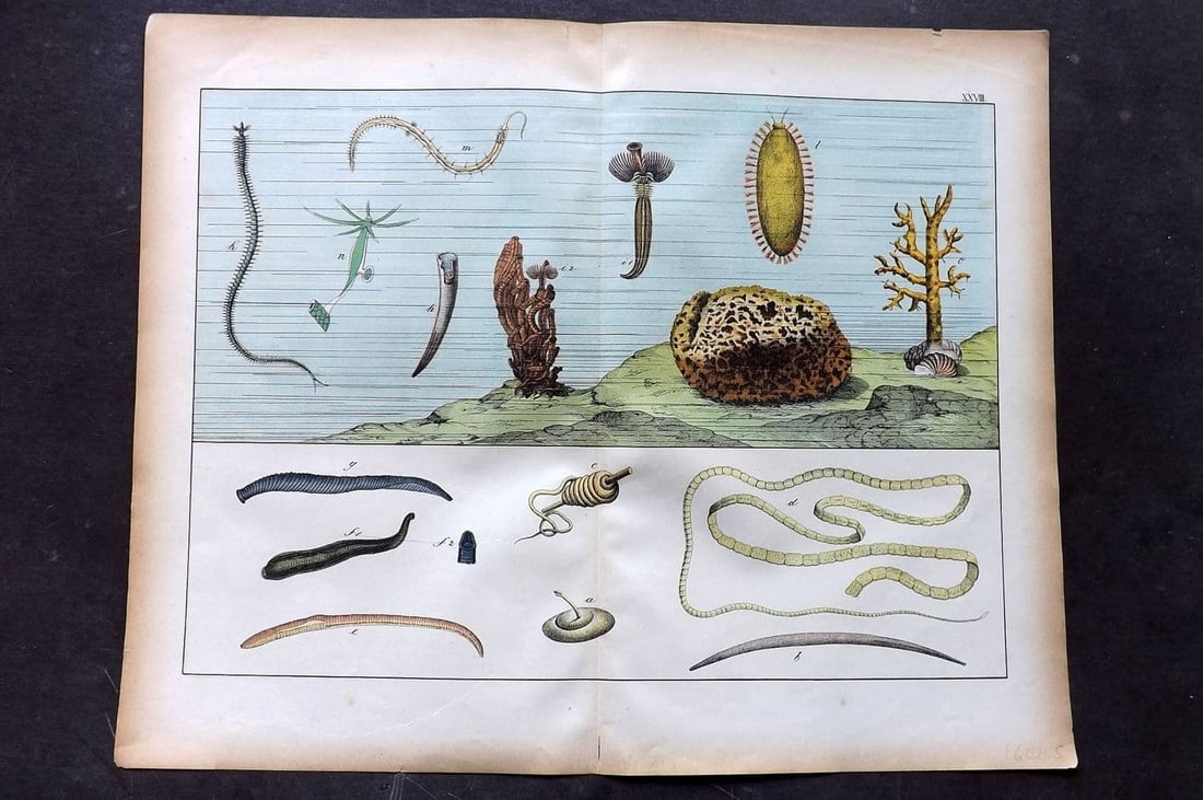 Schubert, Gotthilf C1880 Folio Print. Coral & Sea Life 28 (1 of 1)