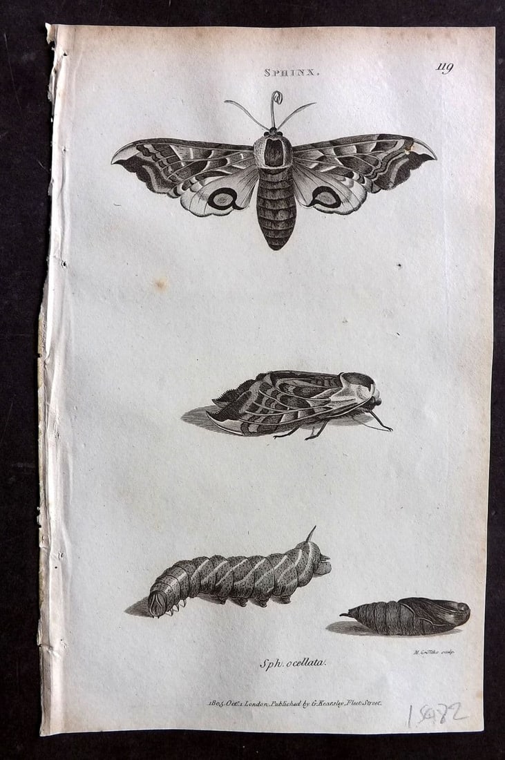Shaw, George 1809 Antique Print. Sphinx Moth 119: Copper Plate Published 1809 by G.Kearsley, London for "Zoological Lectures..." by George Shaw. Paper Size: 8.5 x 5 inch (22 x 13cm) Good Condition