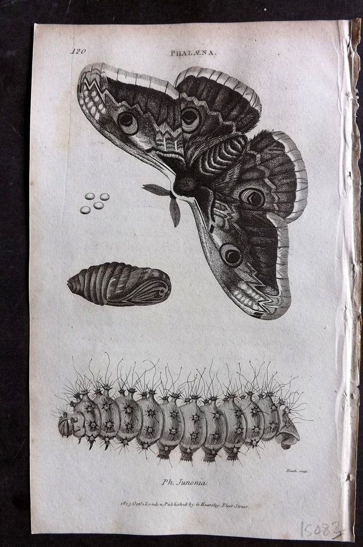 Shaw, George 1809 Antique Print. Phalaena Moth 120: Copper Plate Published 1809 by G.Kearsley, London for "Zoological Lectures..." by George Shaw. Paper Size: 8.5 x 5 inch (22 x 13cm) Very minor background toning. Good Condition