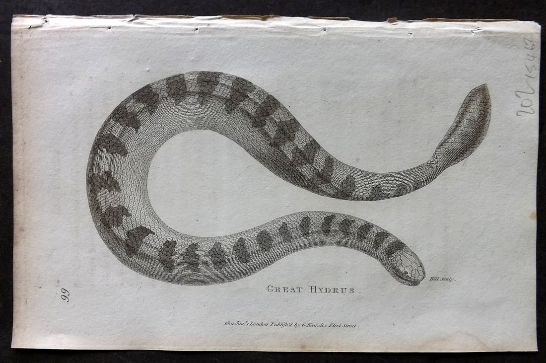 Shaw, George 1809 Antique Print. Great Hydrus Snake: Copper Plate Published 1809 by G.Kearsley, London for "Zoological Lectures..." by George Shaw. Paper Size: 8.5 x 5 inch (22 x 13cm) Good Condition