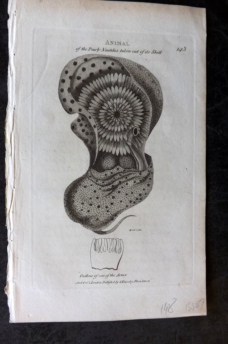 Shaw, George 1809 Antique Print. Pearly Nautilus out of it's Shell 143: Copper Plate Published 1809 by G.Kearsley, London for "Zoological Lectures..." by George Shaw. Paper Size: 8.5 x 5.5 inch (22 x 14cm) Very minor margin toning. Good Condition