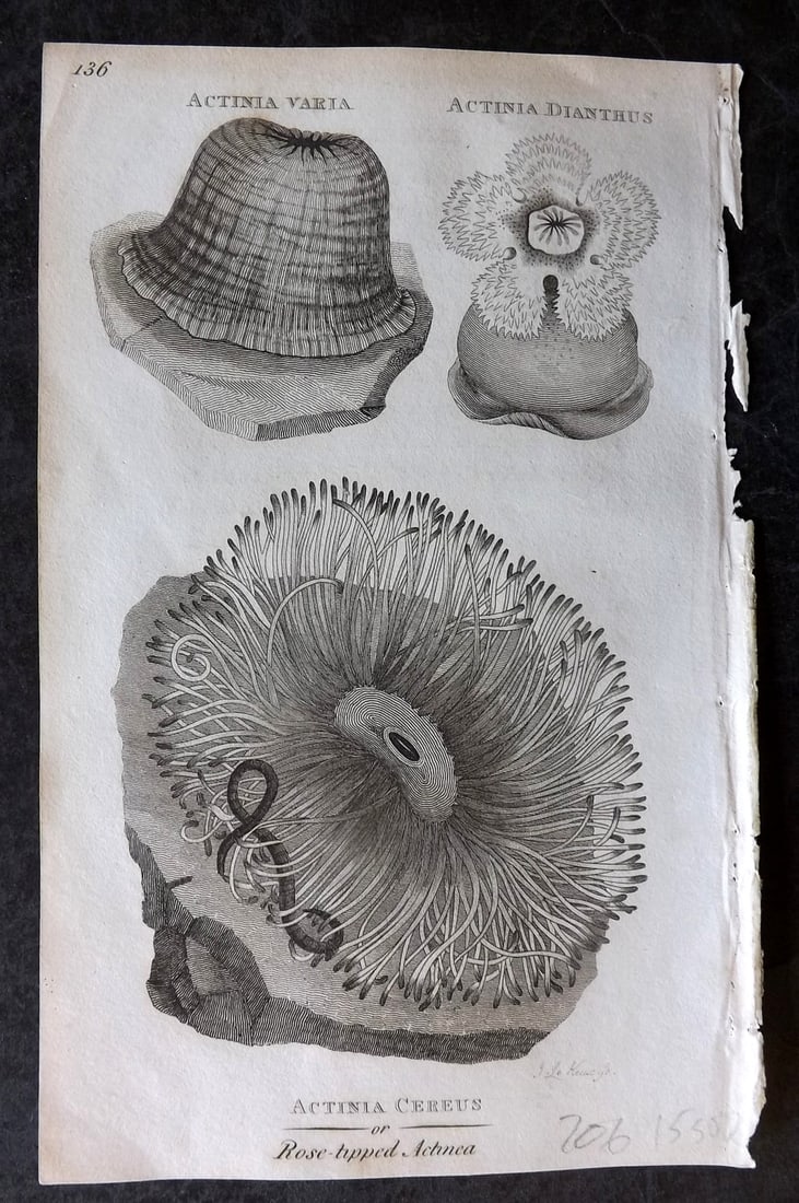 Shaw, George 1809 Antique Print. Rose Tipped Actinea 136 Sea Anemones: Copper Plate Published 1809 by G.Kearsley, London for "Zoological Lectures..." by George Shaw. Paper Size: 8.5 x 5.5 inch (22 x 14cm) Very minor margin toning. Good Condition