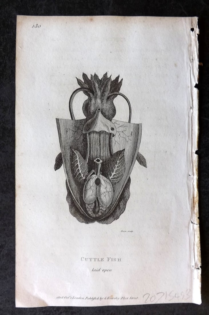 Shaw, George 1809 Antique Print. Cuttle Fish 130: Copper Plate Published 1809 by G.Kearsley, London for "Zoological Lectures..." by George Shaw. Paper Size: 8.5 x 5.5 inch (22 x 14cm) Very minor margin toning. Good Condition