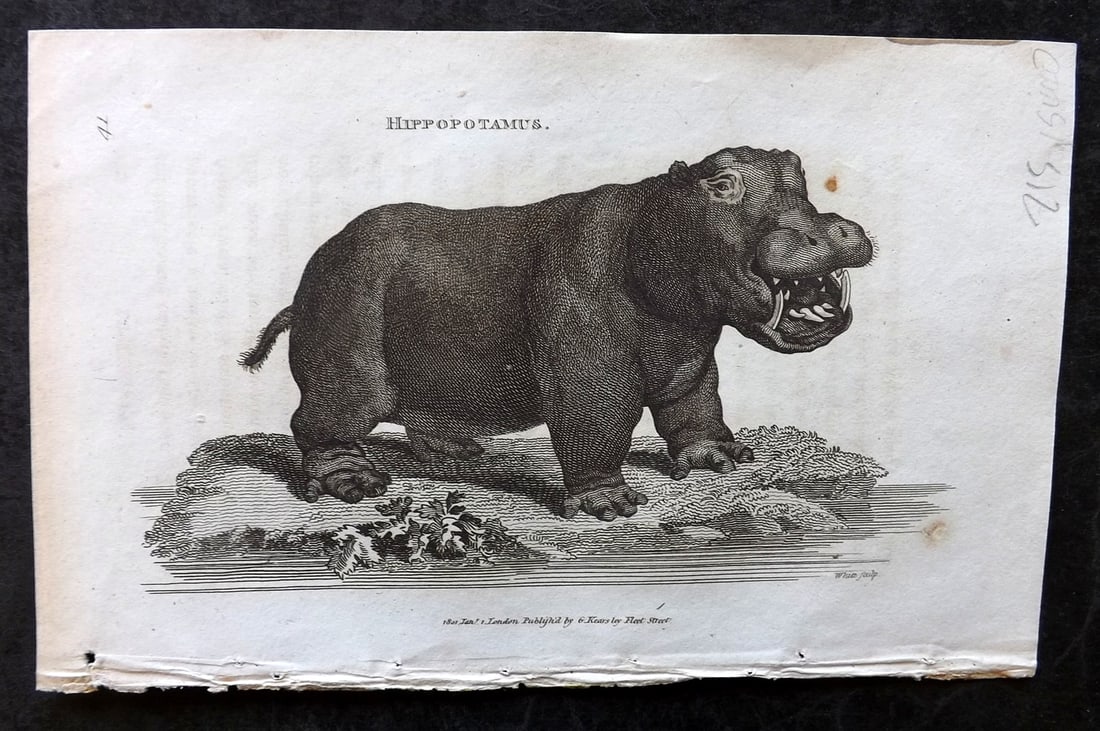 Shaw, George 1809 Antique Print. Hippo 41: Copper Plate Published 1809 by G.Kearsley, London for "Zoological Lectures..." by George Shaw. Paper Size: 8.5 x 5.5 inch (22 x 14cm) Very minor margin toning. Good Condition