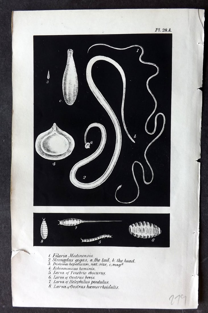 Stephenson, John 1838 Antique Print. Guinea Worm, Liver Fluke etc 29A (1 of 1)