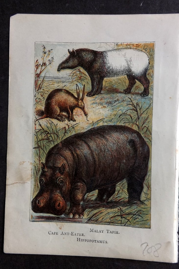 Warne, Frederick (Pub) C1880 Print. Hippo, Malay Tapir, Crab Ant Eater: Color Printed Woodblock Published C1880 by Frederick Warne, London for "Warne's Picture Natural History" Descriptive text to the reverse side. Paper Size: 6 x 4.25 inch (15 x 11cm) Small closed margin