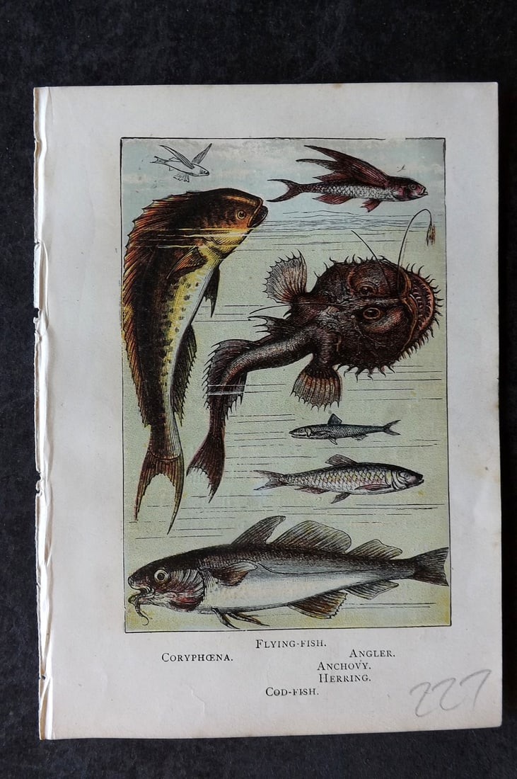 Warne, Frederick (Pub) C1880 Print. Flying Fish, Coryphoena, Angler, Anchovy, Herring, Cod (1 of 1)