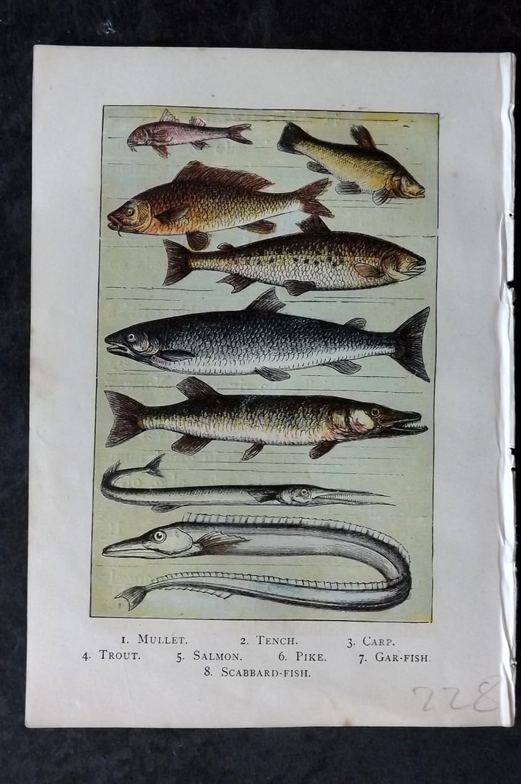 Warne, Frederick (Pub) C1880 Print. Mullet, Tench, Carp, Trout, Salmon, Pike (1 of 1)