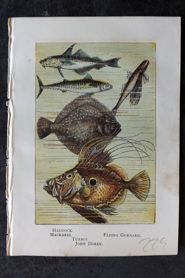 Warne, Frederick (Pub) C1880 Print. Haddock, Mackerel, Gurnard, Turbot, John Dory (1 of 1)