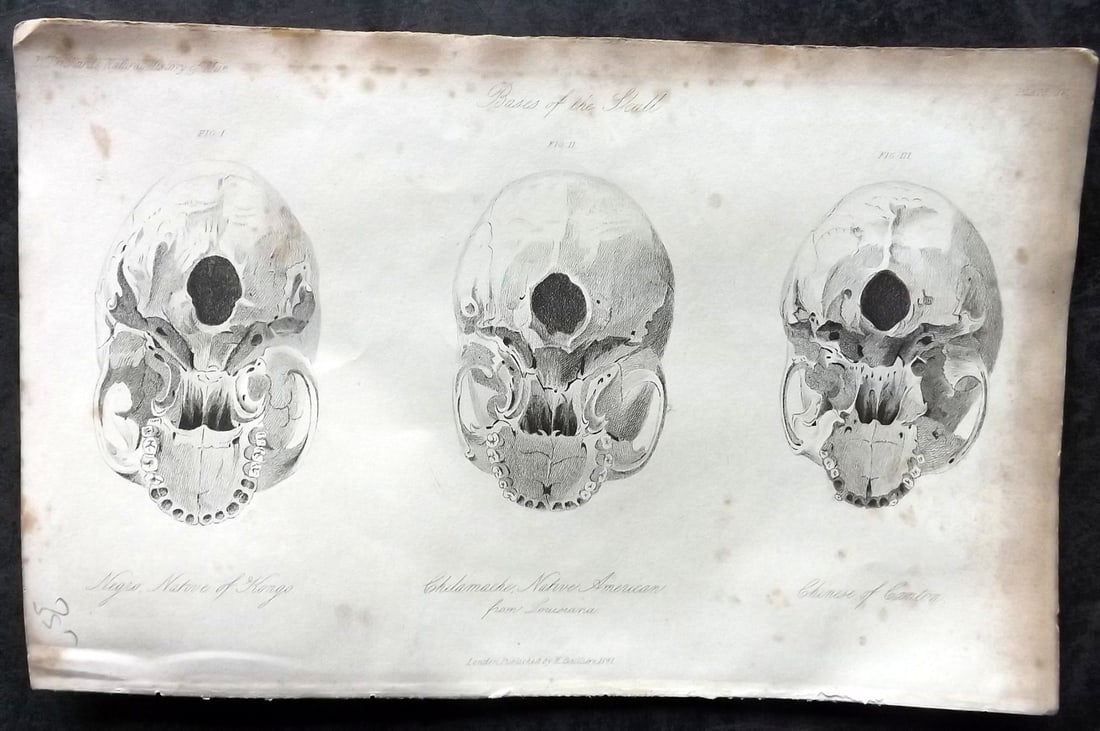 Prichard, James 1845 Print. USA Africa China - Skulls. Louisiana, Congo, Canton: Steel Engraving Published 1845 London for "The Natural History of Man" by James Cowles Prichard. Paper Size: 9 x 5.5 inch (23.5 x 14cm) Some toning