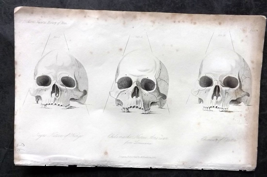 Prichard, James 1845 Print. USA Africa China - Skulls. Louisiana, Congo, Canton: Steel Engraving Published 1845 London for "The Natural History of Man" by James Cowles Prichard. Paper Size: 9 x 5.5 inch (23.5 x 14cm) Some toning