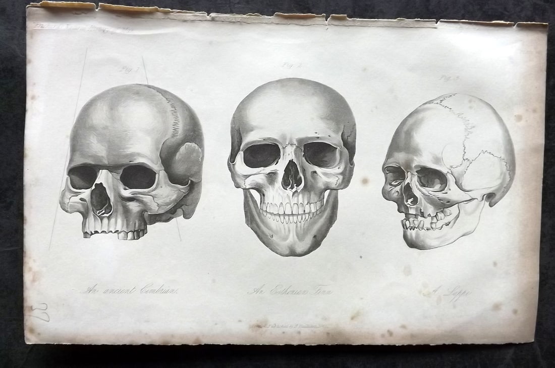 Prichard, James 1845 Print. Northern Europe - Etonian, Cimbrian, Lapland: Steel Engraving Published 1845 London for "The Natural History of Man" by James Cowles Prichard. Paper Size: 9 x 5.5 inch (23.5 x 14cm) Some toning