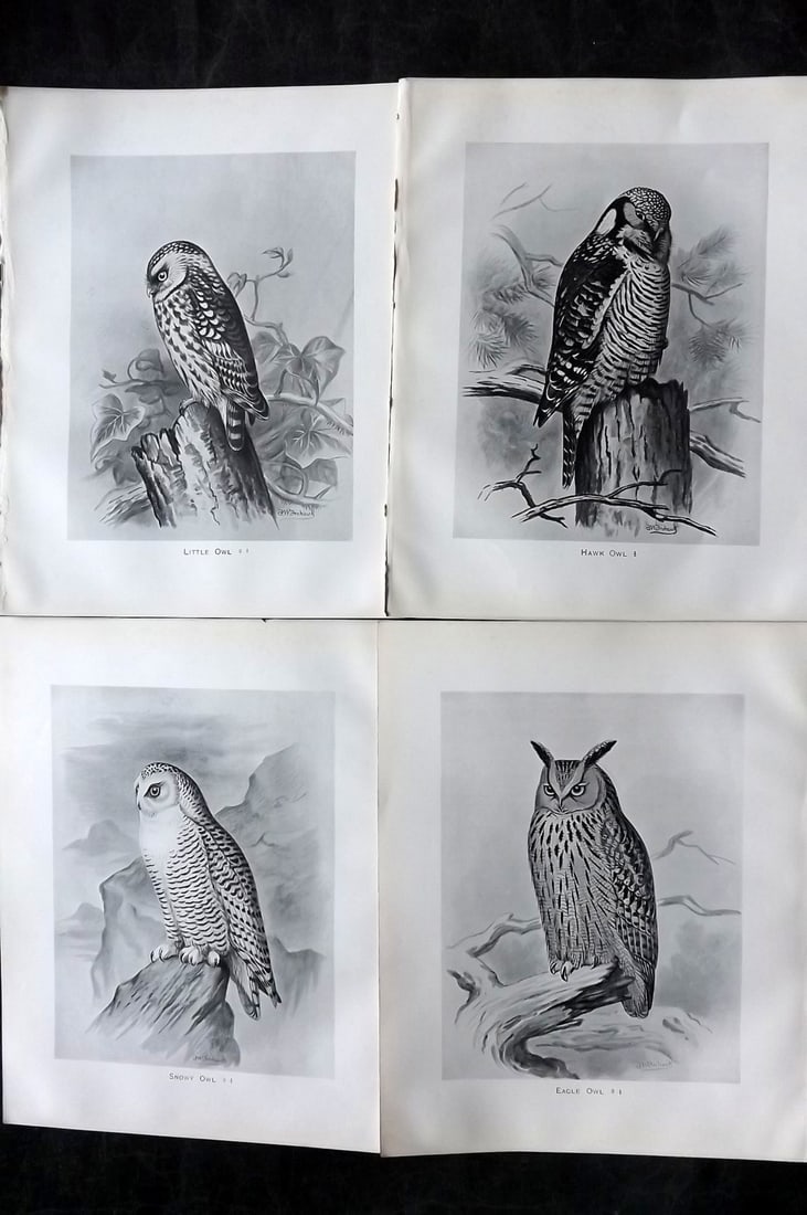 Frohawk, Frederick 1898 Lot of 4 Bird Prints. Owls (1 of 2)