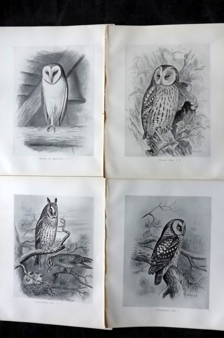 Frohawk, Frederick 1898 Lot of 4 Bird Prints. Owls (1 of 2)
