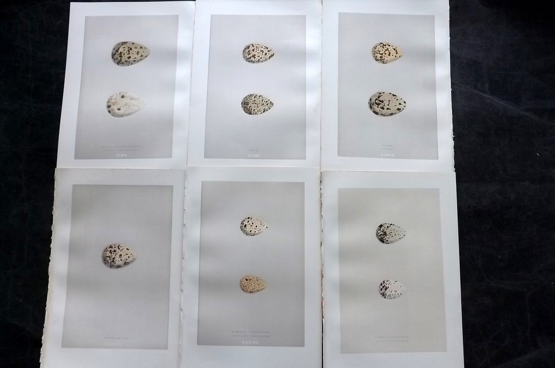 Morris, Francis 1892 Lot of 6 Antique Bird Egg Prints: Woodblocks Published 1892, London for "A Natural History of the Nests and Eggs of British Birds" By the Rev. Francis Orpen Morris, printed Benjamin Fawcett. Paper Size: 10 x 7 nch (26 x 18cm) Good Con