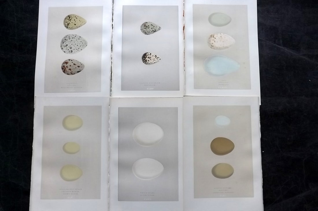 Morris, Francis 1892 Lot of 6 Antique Bird Egg Prints: Woodblocks Published 1892, London for "A Natural History of the Nests and Eggs of British Birds" By the Rev. Francis Orpen Morris, printed Benjamin Fawcett. Paper Size: 10 x 7 nch (26 x 18cm) Good Con
