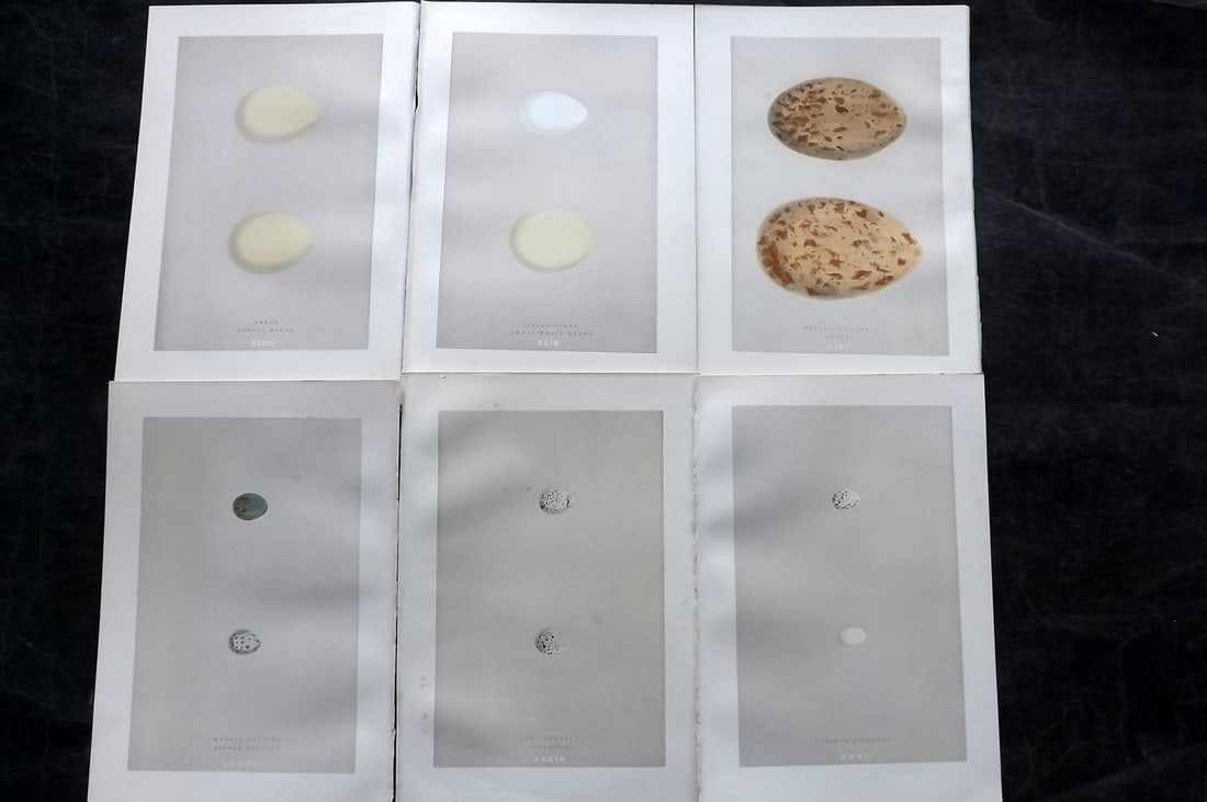 Morris, Francis 1892 Lot of 6 Antique Bird Egg Prints: Woodblocks Published 1892, London for "A Natural History of the Nests and Eggs of British Birds" By the Rev. Francis Orpen Morris, printed Benjamin Fawcett. Paper Size: 10 x 7 nch (26 x 18cm) Good Con