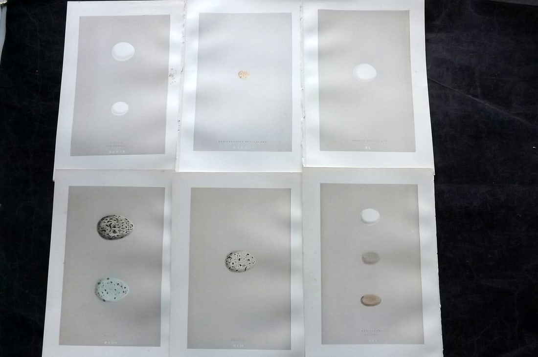 Morris, Francis 1892 Lot of 6 Antique Bird Egg Prints: Woodblocks Published 1892, London for "A Natural History of the Nests and Eggs of British Birds" By the Rev. Francis Orpen Morris, printed Benjamin Fawcett. Paper Size: 10 x 7 nch (26 x 18cm) Good Con