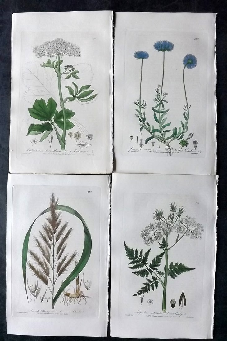 Baxter, George 1840 Lot of 4 Hand Col Botanical Prints (1 of 2)