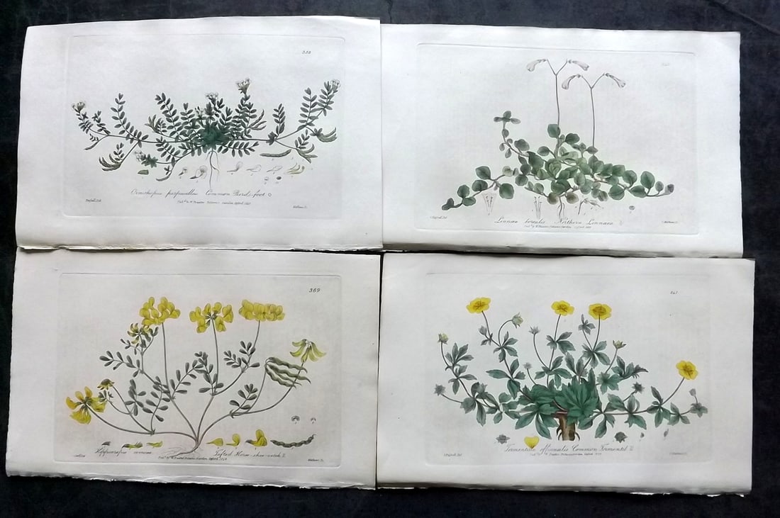 Baxter, George 1840 Lot of 4 Hand Col Botanical Prints (1 of 2)