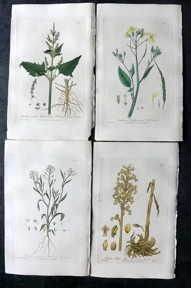 Baxter, George 1840 Lot of 4 Hand Col Botanical Prints: Hand Colored Etching Published 1834-43, Oxford for "British Phaenogamous Botany; or, Figures and Descriptions of British Flowering Plants" by William Baxter. Paper Size: 8.5 x 5.5 inch (22 x 14cm) Goo