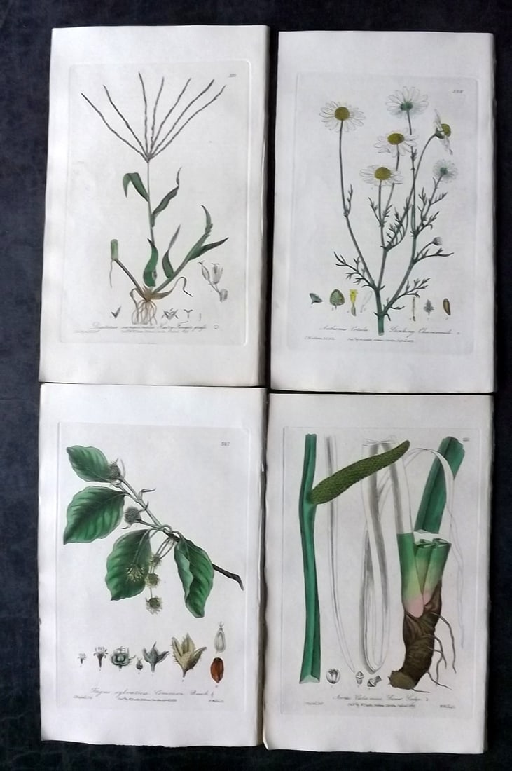 Baxter, George 1840 Lot of 4 Hand Col Botanical Prints: Hand Colored Etching Published 1834-43, Oxford for "British Phaenogamous Botany; or, Figures and Descriptions of British Flowering Plants" by William Baxter. Paper Size: 8.5 x 5.5 inch (22 x 14cm) Goo