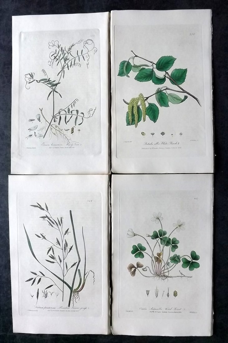 Baxter, George 1840 Lot of 4 Hand Col Botanical Prints: Hand Colored Etching Published 1834-43, Oxford for "British Phaenogamous Botany; or, Figures and Descriptions of British Flowering Plants" by William Baxter. Paper Size: 8.5 x 5.5 inch (22 x 14cm) Goo