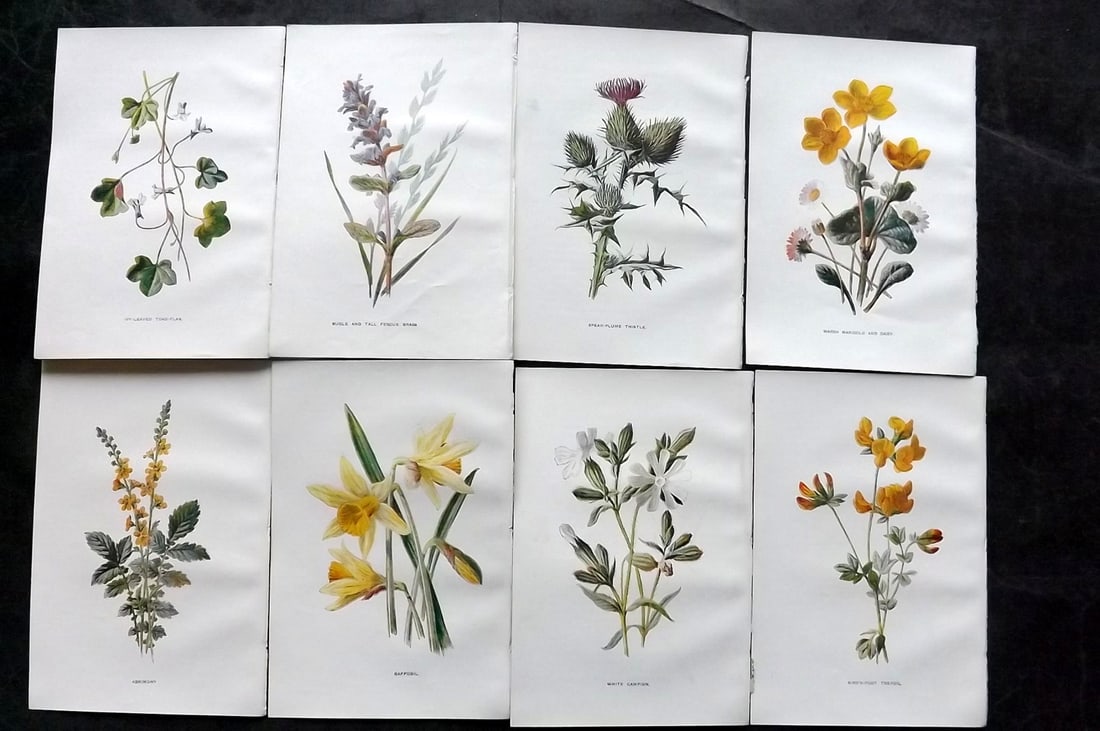 Hulme, Edward C1900 Lot of 8 Botanical Prints. Wild Flowers: Offset Lithographs Published C1900, London for "Familiar Wild Flowers" by F. Edward Hulme & Shirley Hibberd. Paper Size: 7.5 x 5 inch (19 x 13cm) Good Condition