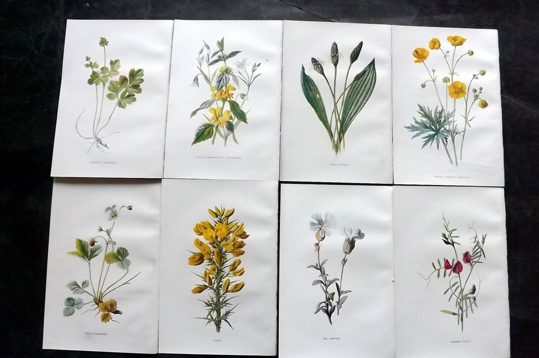 Hulme, Edward C1900 Lot of 8 Botanical Prints. Wild Flowers: Offset Lithographs Published C1900, London for "Familiar Wild Flowers" by F. Edward Hulme & Shirley Hibberd. Paper Size: 7.5 x 5 inch (19 x 13cm) Good Condition