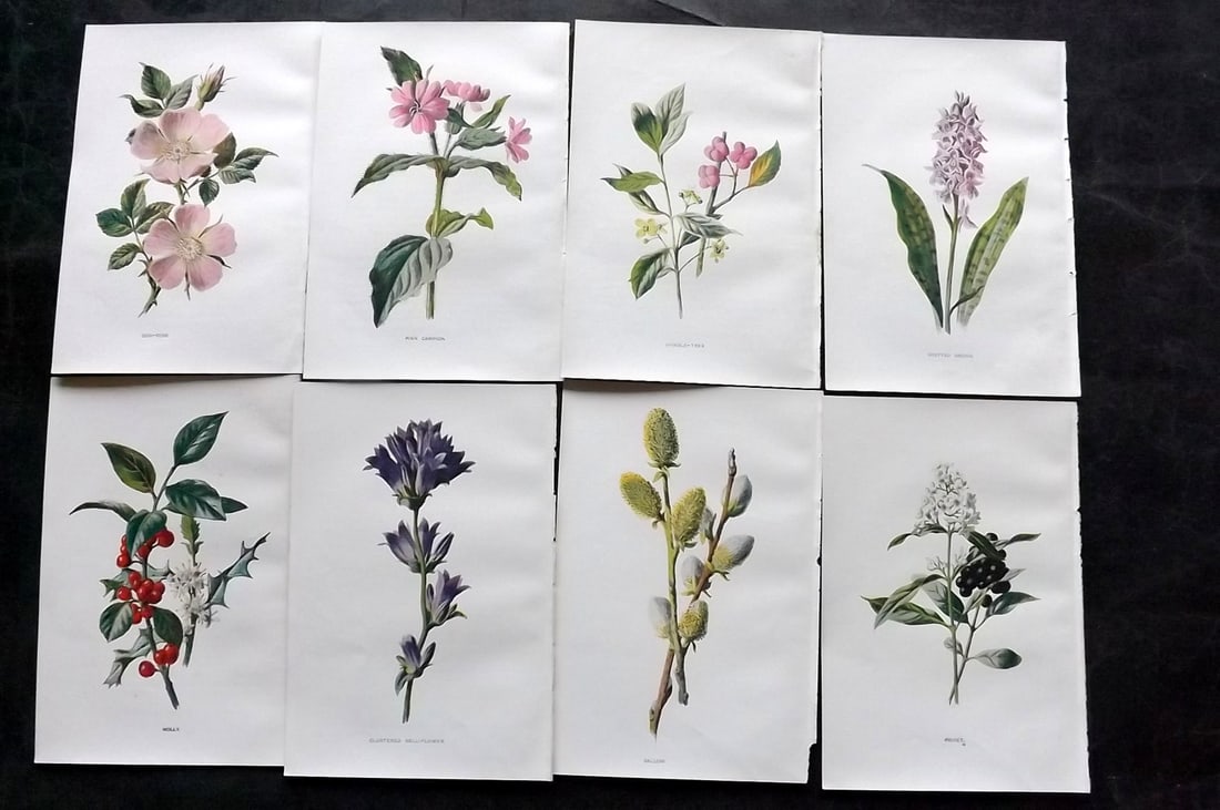 Hulme, Edward C1900 Lot of 8 Botanical Prints. Wild Flowers: Offset Lithographs Published C1900, London for "Familiar Wild Flowers" by F. Edward Hulme & Shirley Hibberd. Paper Size: 7.5 x 5 inch (19 x 13cm) Good Condition