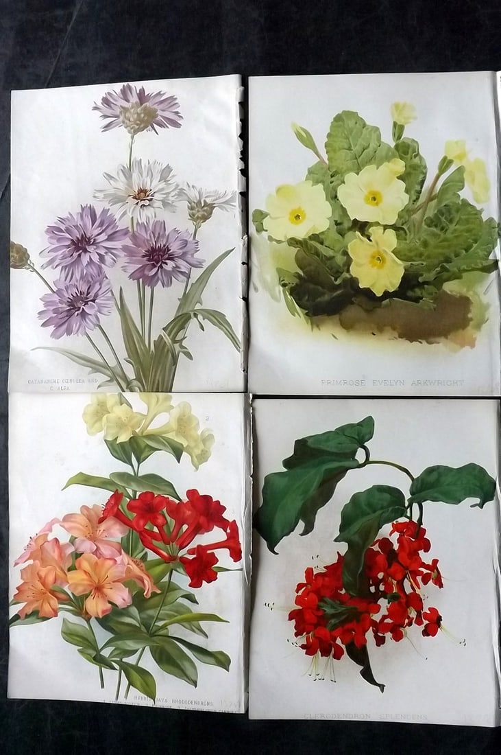 Nicholson, George C1884 Lot of 4 Botanical Prints (1 of 2)