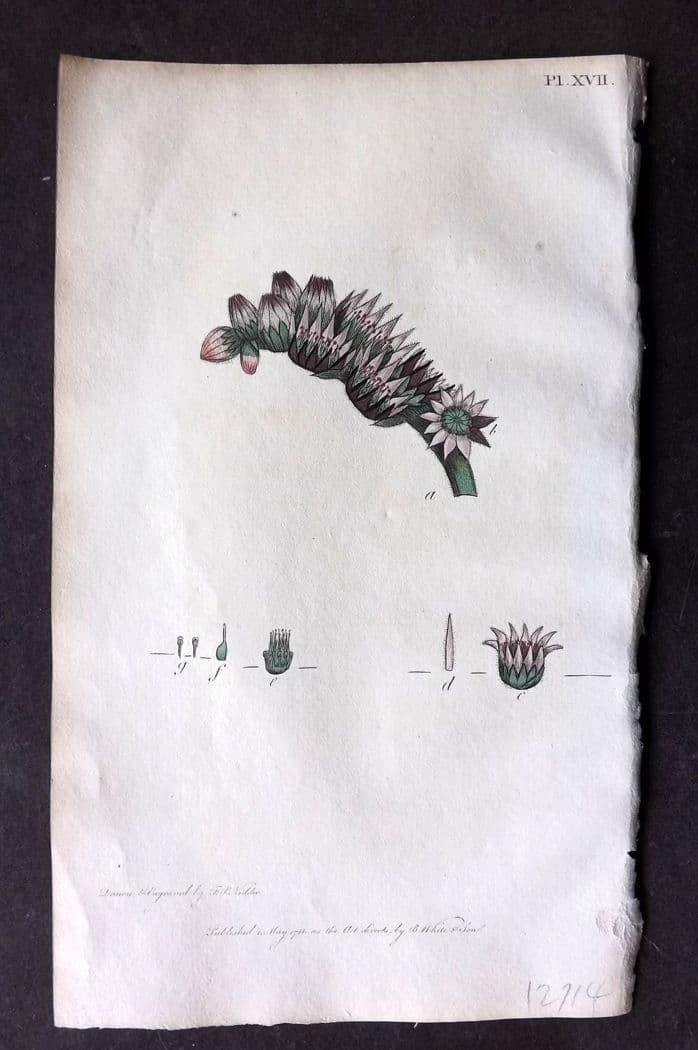 Nodder & Martyn 1815 Hand Col Botanical Print. Houseleek 17: Antique Copper Plate Published 1815, London for "Thirty-eight Plates, with Explanations, Intended to Illustrate Linnaeus's System of Vegetables" by Thomas Martyn. Drawn & Engraved by Frederick Polydor